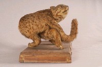 石虎藏品圖，第5張